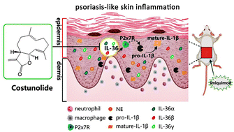 Graphical abstract: Potential skin health promoting benefits of costunolide: a therapeutic strategy to improve skin inflammation in imiquimod-induced psoriasis