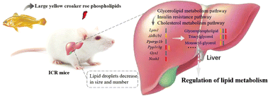 Graphical abstract: Integrated lipidomic and transcriptomic analyses reveal the mechanism of large yellow croaker roe phospholipids on lipid metabolism in normal-diet mice