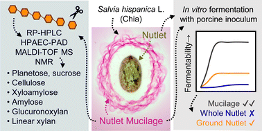 Graphical abstract: Novel constituents of Salvia hispanica L. (chia) nutlet mucilage and the improved in vitro fermentation of nutlets when ground