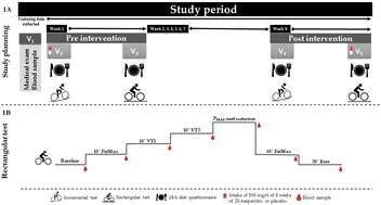 Graphical abstract: 8 weeks of 2S-hesperidin prevents a decrease in pO2 at submaximal intensity in amateur cyclists in off-season: randomized controlled trial