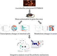 Graphical abstract: Integrative analysis of the metabolome and transcriptome reveals the influence of Lactobacillus plantarum CCFM8610 on germ-free mice