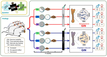 Graphical abstract: Effects of dietary restriction on genome stability are sex and feeding regimen dependent