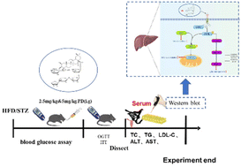 Graphical abstract: Platycodin D ameliorates hyperglycaemia and liver metabolic disturbance in HFD/STZ-induced type 2 diabetic mice