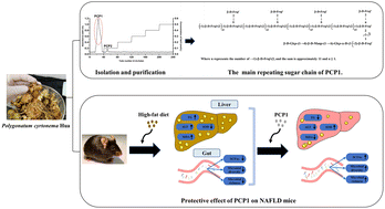 Graphical abstract: Structural elucidation and anti-nonalcoholic fatty liver disease activity of Polygonatum cyrtonema Hua polysaccharide