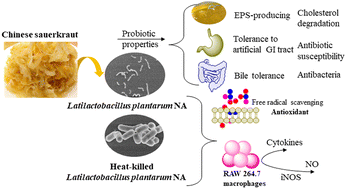 Graphical abstract: Probiotic activity of ropy Lactiplantibacillus plantarum NA isolated from Chinese northeast sauerkraut and comparative evaluation of its live and heat-killed cells on antioxidant activity and RAW 264.7 macrophage stimulation