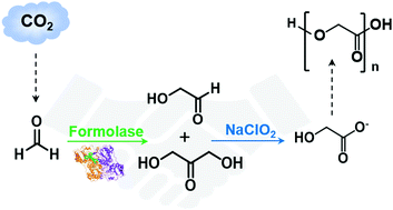 Graphical abstract: One-pot chemoenzymatic synthesis of glycolic acid from formaldehyde