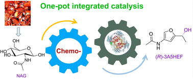 Graphical abstract: Engineering carbonyl reductase for one-pot chemobiocatalytic enantioselective synthesis of a value-added N-containing chiral alcohol from N-acetyl-d-glucosamine