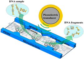Graphical abstract: Polydimethylsiloxane microstructure-induced acoustic streaming for enhanced ultrasonic DNA fragmentation on a microfluidic chip