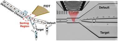 Graphical abstract: Image-based cell sorting using focused travelling surface acoustic waves