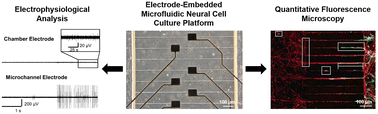 Graphical abstract: Influence of microchannel geometry on device performance and electrophysiological recording fidelity during long-term studies of connected neural populations