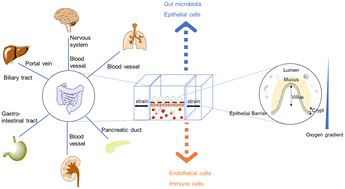 Graphical abstract: Organoids/organs-on-a-chip: new frontiers of intestinal pathophysiological models