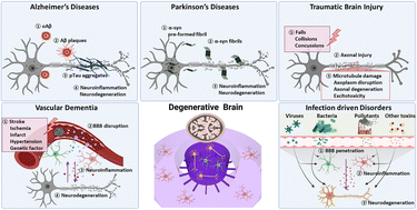 Graphical abstract: Human mini-brains for reconstituting central nervous system disorders