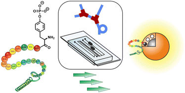 Graphical abstract: Combining a hybrid chip and tube microfluidic system with fluorescent molecularly imprinted polymer (MIP) core–shell particles for the derivatisation, extraction, and detection of peptides with N-terminating phosphorylated tyrosine