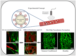 Graphical abstract: Tumour associated vasculature-on-a-chip for the evaluation of microbubble-mediated delivery of targeted liposomes