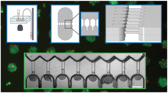 Graphical abstract: High-throughput mechanophenotyping of multicellular spheroids using a microfluidic micropipette aspiration chip