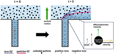 Graphical abstract: Self-generated exclusion zone in a dead-end pore microfluidic channel