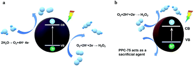 Graphical abstract: Diverse catalytic behavior of a dye-based polymer metal-free catalyst for hydrogen peroxide photoproduction