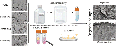 Graphical abstract: Biodegradable porous FeMn(–xAg) alloys: assessment of cytocompatibility, mechanical, magnetic and antibiofilm properties