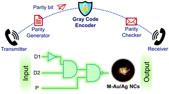 Graphical abstract: Mercury mediated DNA–Au/Ag nanocluster ensembles to generate a gray code encoder for biocomputing