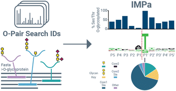 Graphical abstract: Deciphering O-glycoprotease substrate preferences with O-Pair Search