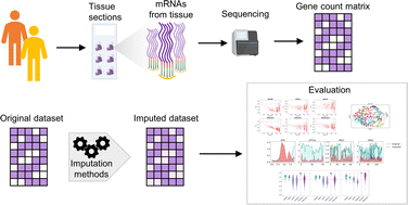 Graphical abstract: A comparative performance evaluation of imputation methods in spatially resolved transcriptomics data