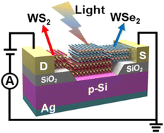 Graphical abstract: Integration of photovoltaic and photogating effects in a WSe2/WS2/p-Si dual junction photodetector featuring high-sensitivity and fast-response