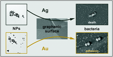 Graphical abstract: Opposite effects of gold and silver nanoparticle decoration of graphenic surfaces on bacterial attachment