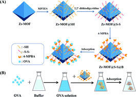 Graphical abstract: Preparation of a boronate affinity-functionalized metal–organic framework material for selective recognition and separation of glycoproteins at physiological pH