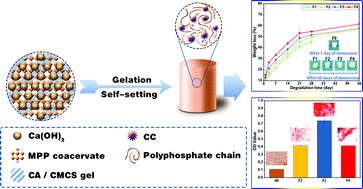 Graphical abstract: Novel, degradable, and cytoactive bone cements based on magnesium polyphosphate and calcium citrate
