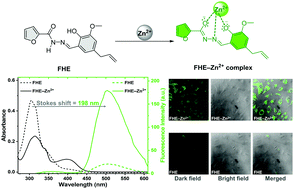 Graphical abstract: Fluorescence ‘turn-on’ probe for nanomolar Zn(ii) detection in living cells and environmental samples