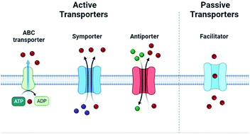 Graphical abstract: The ins and outs of transporters at plasma membrane and tonoplast in plant specialized metabolism
