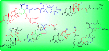 Graphical abstract: Unusually cyclized triterpenoids: occurrence, biosynthesis and chemical synthesis