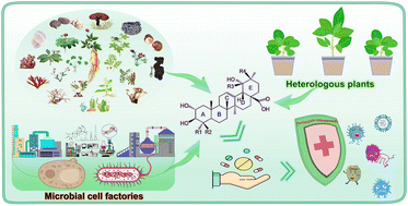 Graphical abstract: Natural products of pentacyclic triterpenoids: from discovery to heterologous biosynthesis