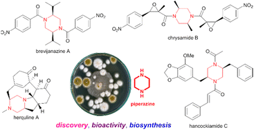 Graphical abstract: Discovery, bioactivity and biosynthesis of fungal piperazines