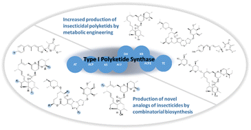 Graphical abstract: Modular polyketide synthase-derived insecticidal agents: from biosynthesis and metabolic engineering to combinatorial biosynthesis for their production