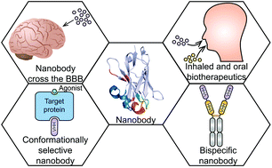 Graphical abstract: Nanobodies: from structure to applications in non-injectable and bispecific biotherapeutic development