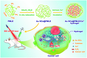Graphical abstract: A multi-responsive Au NCs@PMLE/Ca2+ antitumor hydrogel formed in situ on the interior/surface of tumors for PT imaging-guided synergistic PTT/O2-enhanced PDT effects