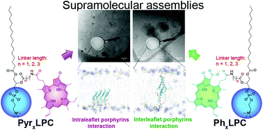 Graphical abstract: Phospholipid–porphyrin conjugates: deciphering the driving forces behind their supramolecular assemblies