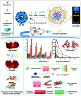 Graphical abstract: Oral supramolecular nanovectors for dual natural medicine codelivery to prevent gastric mucosal lesion
