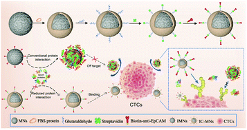 Graphical abstract: Protein corona-coated immunomagnetic nanoparticles with enhanced isolation of circulating tumor cells