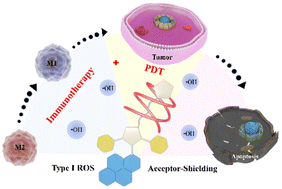 Graphical abstract: An acceptor-shielding strategy of photosensitizers for enhancing the generation efficiency of type I reactive oxygen species and the related photodynamic immunotherapy