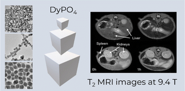 Graphical abstract: Outstanding MRI contrast with dysprosium phosphate nanoparticles of tuneable size