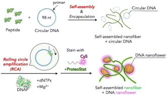 Graphical abstract: Design of supramolecular hybrid nanomaterials comprising peptide-based supramolecular nanofibers and in situ generated DNA nanoflowers through rolling circle amplification