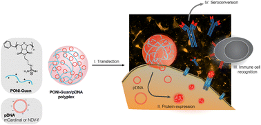 Graphical abstract: Non-viral vaccination through cationic guanidium polymer-pDNA polyplex mediated gene transfer