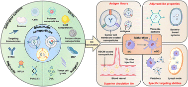 Graphical abstract: Biomimetic nanoparticles for DC vaccination: a versatile approach to boost cancer immunotherapy