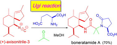 Graphical abstract: Bioinspired total synthesis of boneratamides A–C