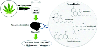 Graphical abstract: Simple, quick and green isolation of cannabinoids from complex natural product extracts using sustainable mesoporous materials (Starbon®)