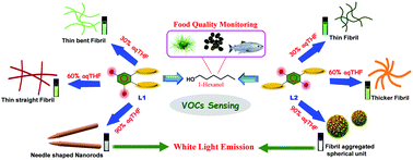 Graphical abstract: Self-assembly induced tunable multiple fluorescence output from a white light-emitting functionalized single π-conjugated molecule and implication in VOC sensing applications