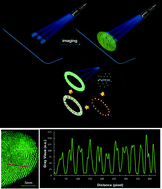 Graphical abstract: Turn-on green fluorescence imaging for latent fingerprint applications