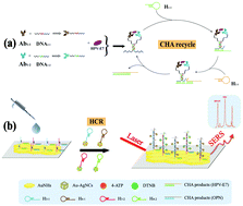 Graphical abstract: A novel SERS biosensor for ultrasensitive detection of HPV-E7 and OPN based on a cascade signal amplification strategy of catalytic hairpin assembly and hybridization chain reaction